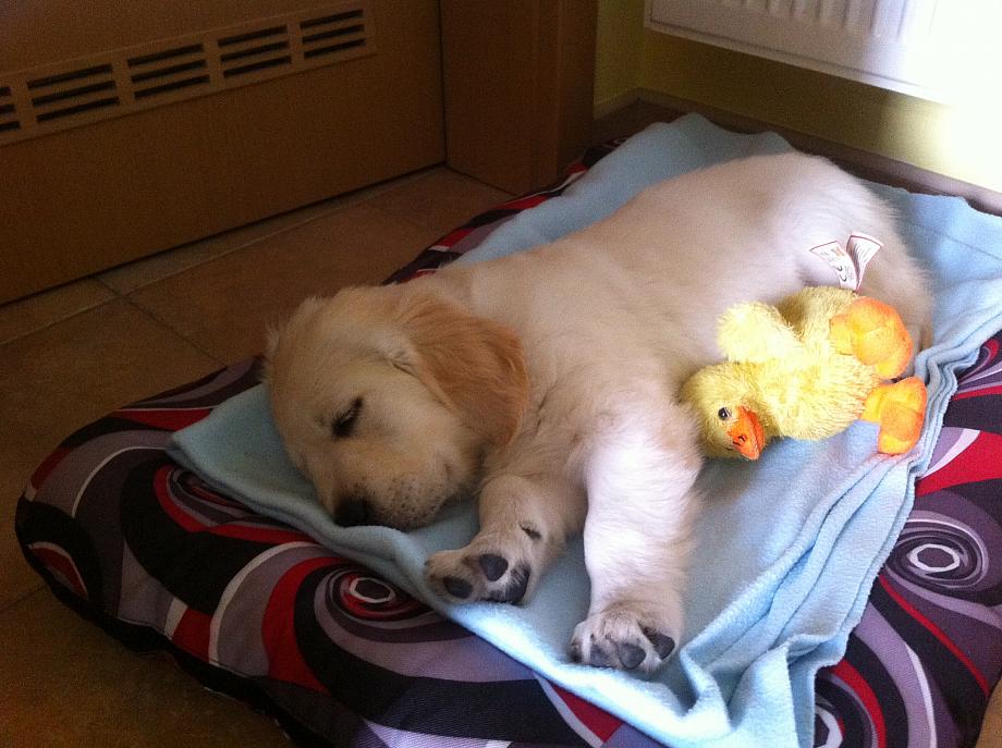 2016-04-07 39 Arwenka