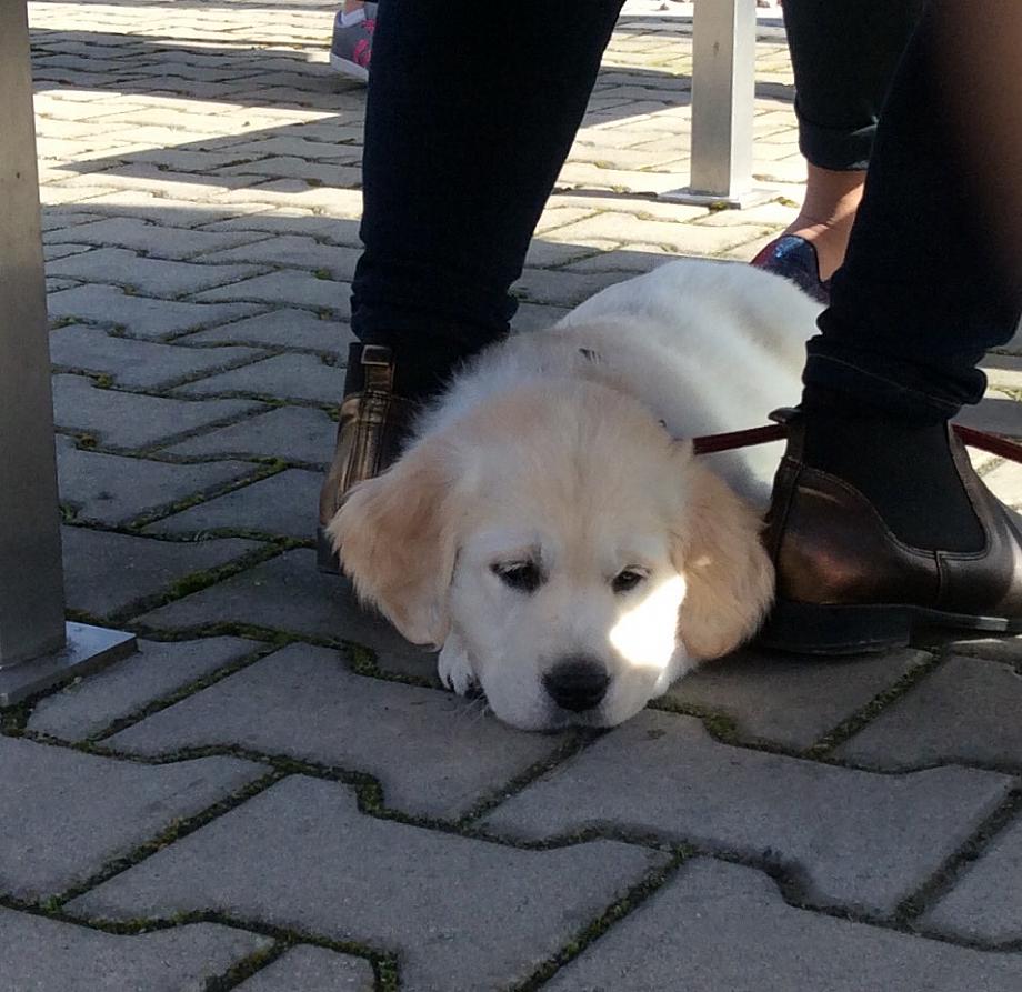 2016-04-07 40 Arwenka