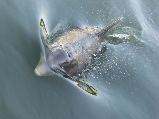 dolphin.jpg
The Flipper