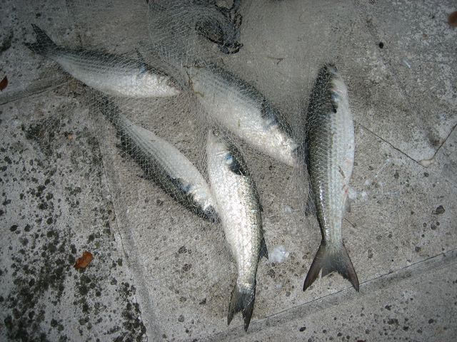 MULLET/PARMICE IMG_0487.JPG