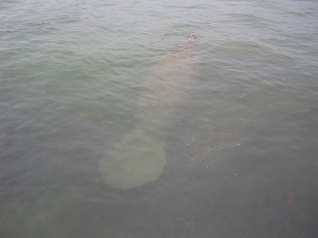 MANATEE, MORSKA KRAVA IMG_3546.JPG