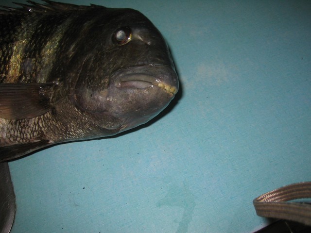 SHEEPSHEAD IMG_3554.JPG