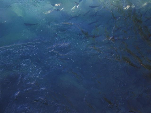 Lots of fish IMG_4600.JPG