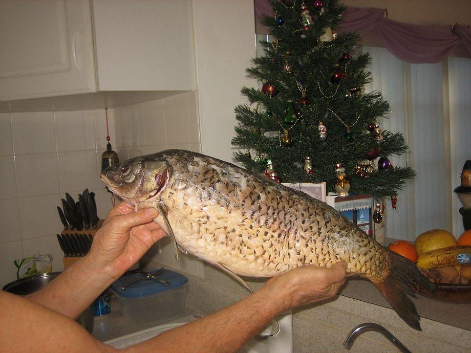 Dec 24 a Karp from Canada IMG 3696