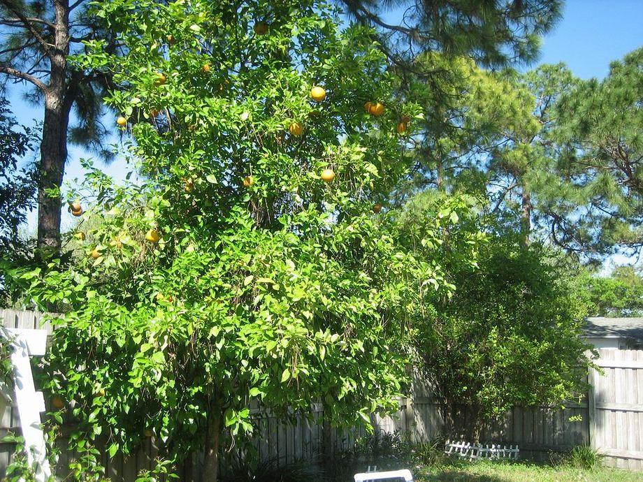 Orange's in Hana's garden IMG 3808
