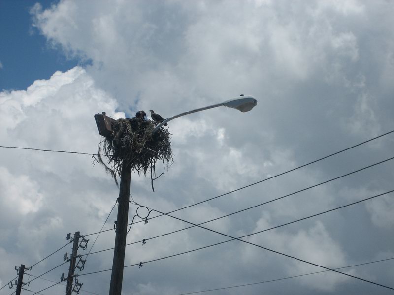 Sokol si udelal hnizdo primo na hlavni ulici......Park blvd.  IMG 5659