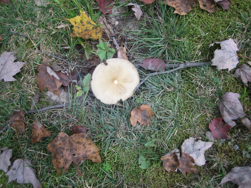 Nasli jsme houby   IMG 6026