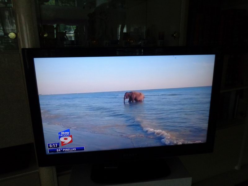 Na plazi se objevil slon... DSC00105