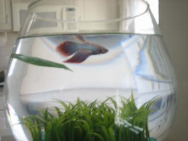 Betta Fish Fousek IMG 6966