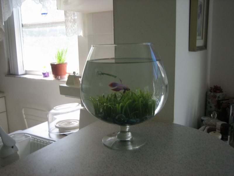 Betta Fish Fousek IMG 6967