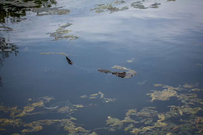 Baby Aligator 1 metr dlouhy u nas v jezirku