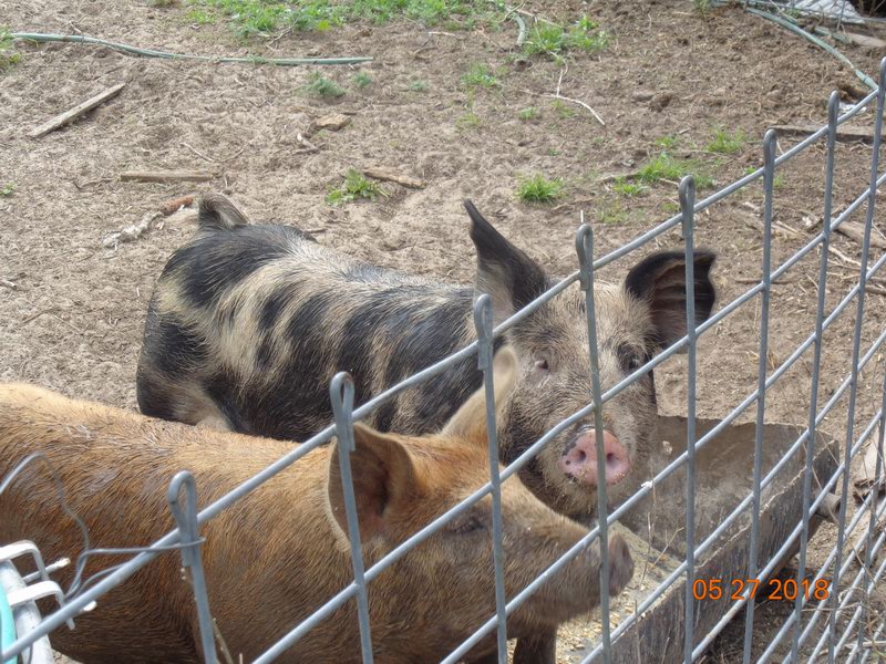 Neighbor's pigs DSC08580