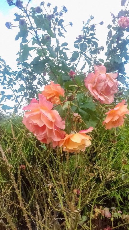 20190930163054 163054