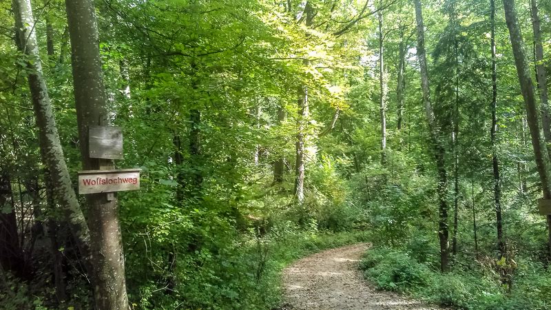 krasny les  ...20191001113443 113443