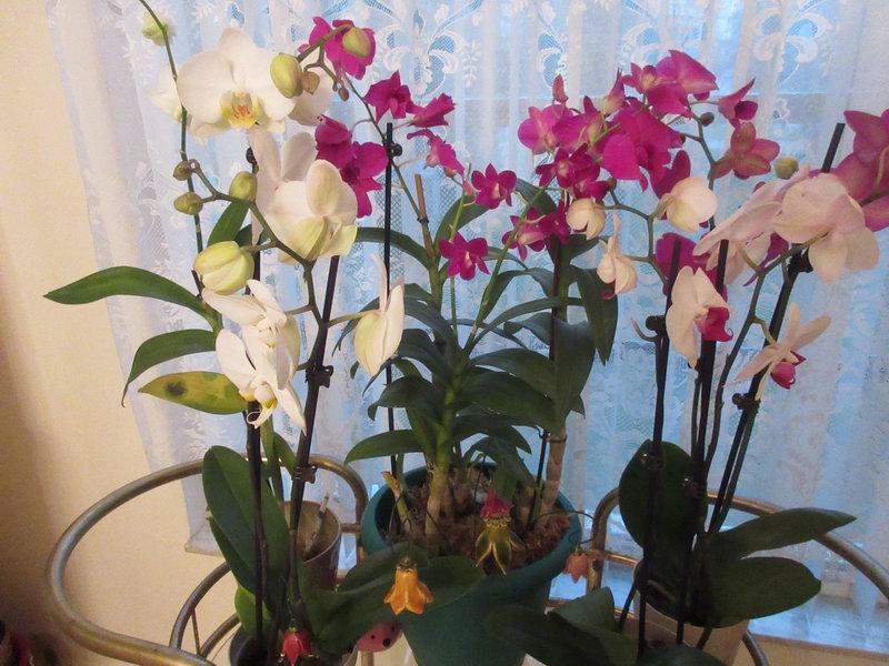 Stastne zase doma na floridce...Saint Petersburg, USA Oct 15, 2019