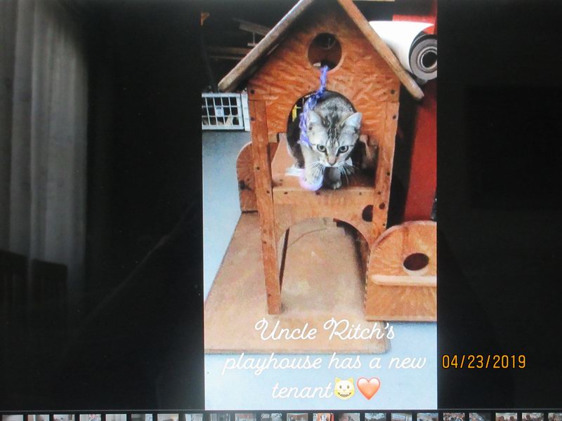 Kdysi domecek na hranico udelal Richard pro synovce, dneska lyli domecek  !!!  IMG 0189