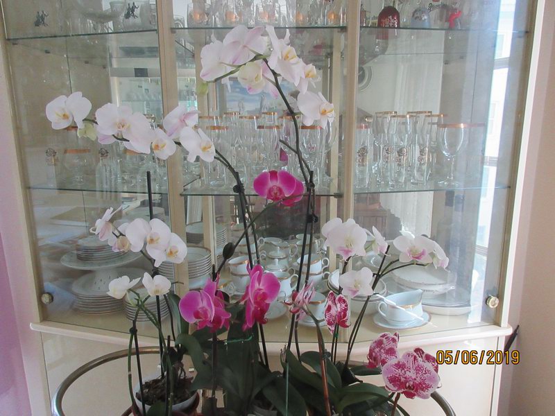 Nove orchideje... IMG 0196