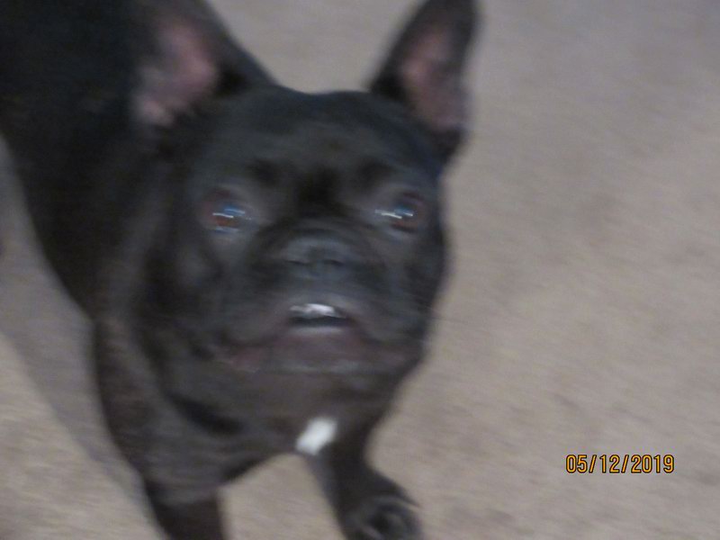 Lux , "pejsek"" Chris a Angi...  IMG 0205