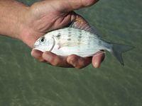 PIN FISH IMG_0417.JPG