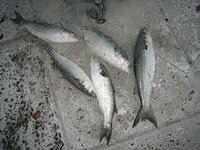 MULLET/PARMICE IMG_0487.JPG