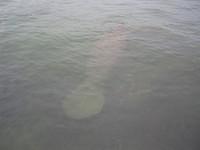 MANATEE, MORSKA KRAVA IMG_3546.JPG