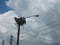 Sokol si udelal hnizdo primo na hlavni ulici......Park blvd.  IMG 5659