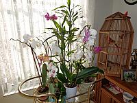 Moje orchideje, vypestovane u Hanicky na zahrade... DSC00046