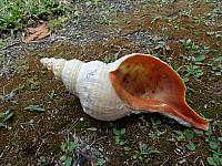 Musle co vylovil Joshua....  DSC00086