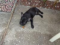 Kristufka novy pejsek "Lux""DSC07870