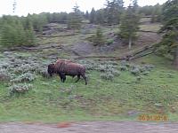 Buffalo DSC08773