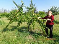 Taking some fruits home to Florida DSC08991