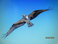 Neni nadherny, krasna fotka, Riso!!!  IMG 0151