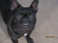 Lux , "pejsek"" Chris a Angi...  IMG 0205